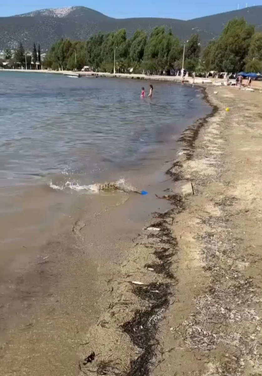 Didim Akbük sahilindeki tahliye borusu vatandaşların tepkisini çekiyor: “Buradan çıkan suyun ne olduğunu kimse bilmiyor, denizin rengi değiştir.”