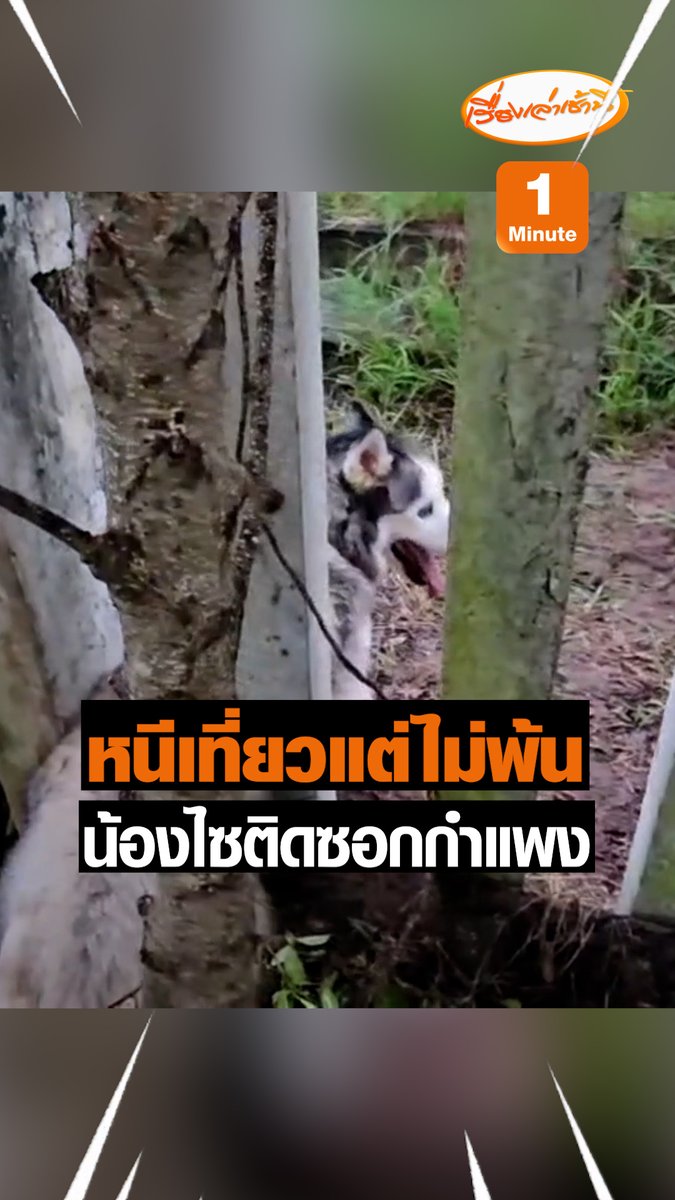 กู้ภัยลำปาง เข้าช่วยสุนัขไซบีเรียน เพศเมีย ลำตัวไปติดเสาปูน กำแพงบ้านในหมู่บ้าน พยายามดิ้นจนได้รับบาดเจ็บหลัง ติดอยู่นานหลายชั่วโมง ก่อนที่เจ้าของตามหาจนมาพบเจอ #เรื่องเล่าเช้านี้ #ข่าวช่อง3 #ข่าวภูมิภาค
