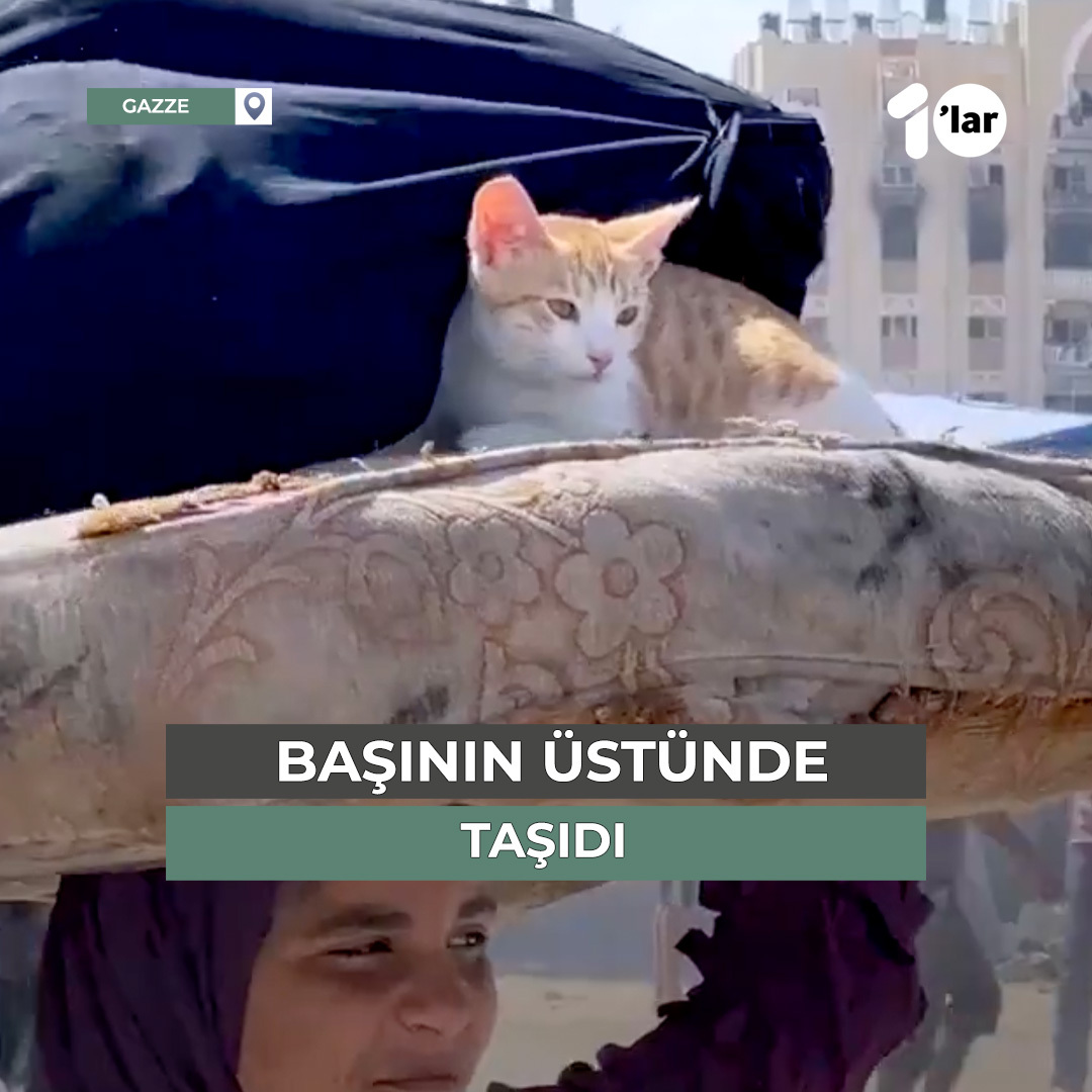 Burası Han Yunus. Gazzeli bir çocuk, kedisi ile birlikte, kendisinin de bilmediği bir yere doğru gidiyor.