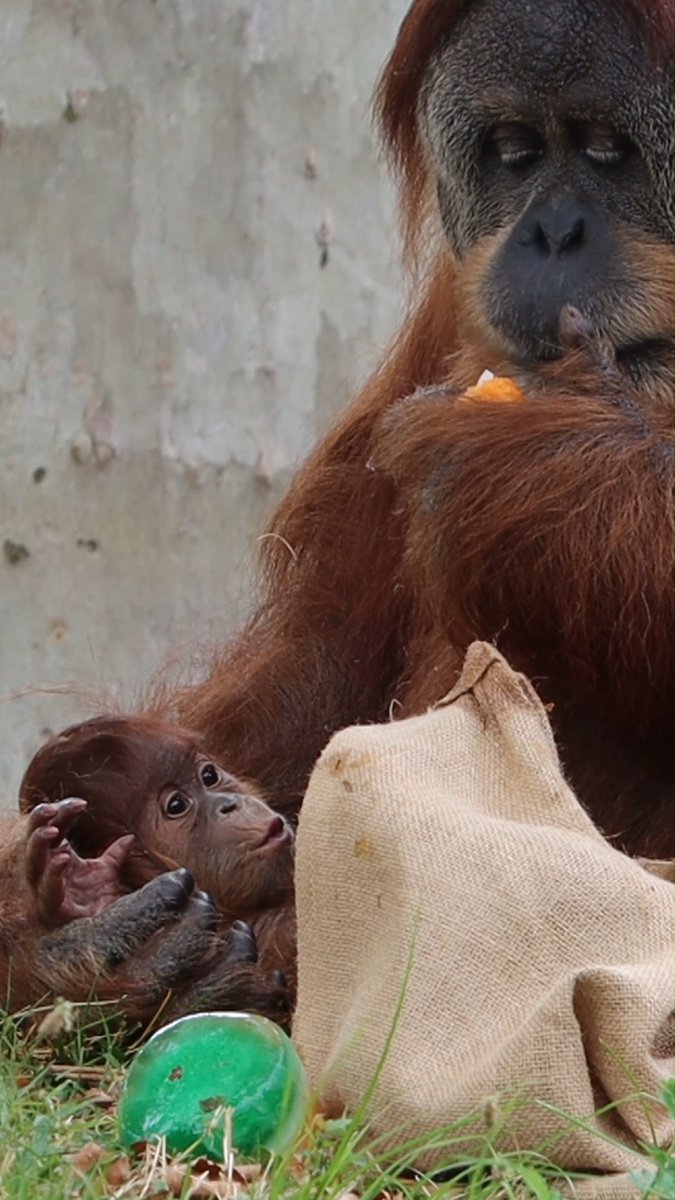 Guess what, everyone... IT'S A BOY 💙 Say hello to Jambi, our newborn, critically endangered Sumatran orangutan. This little one was born to mom Tua and dad Sugi on June 26. Keepers named him Jambi after a city on the island of Sumatra where this species lives in the wild.