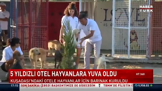5 yıldızlı otel hayvanlara yuva oldu... Kuşadası'ndaki otele hayvanlar için barınak kuruldu.