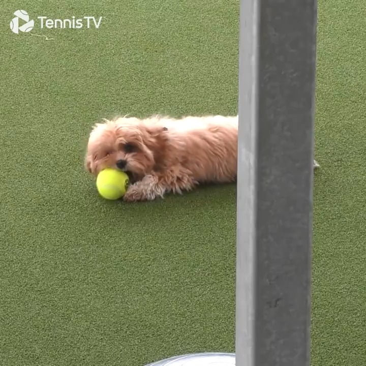 Wholesome content 🥰 This puppy was loving the #CincyTennis gym 🐶