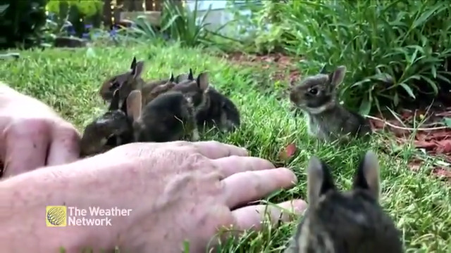 Chris Beiring, who lives on Vancouver Island found a family of rabbits in his garden