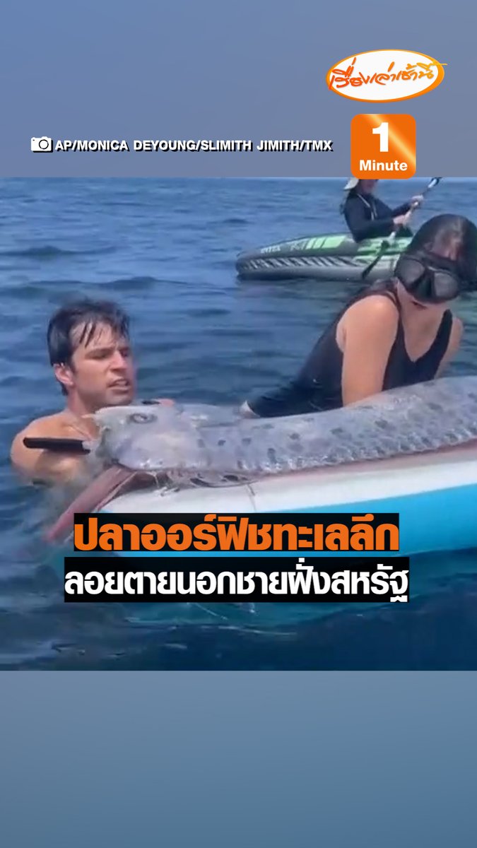 พบปลาออร์ฟิช หรือปลาริบบิ้น รูปร่างคล้ายงู ขนาด 3.6 เมตร ซึ่งปกติแล้วจะอยู่ในทะเลลึก ลอยตายนอกชายฝั่งเมืองซาน ดิเอโก้ รัฐแคลิฟอร์เนีย ผู้เชี่ยวชาญกำลังตรวจสอบหาสาเหตุการตายของปลาชนิดนี้ #เรื่องเล่าเช้านี้ #ข่าวช่อง3 #ข่าวต่างประเทศ