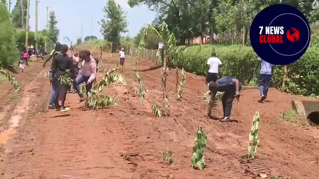 Mambo imechemka Turbo, Uasin Gishu. Watu wameamua kupanda mahindi kwa barabara! #OccupyStateHouse