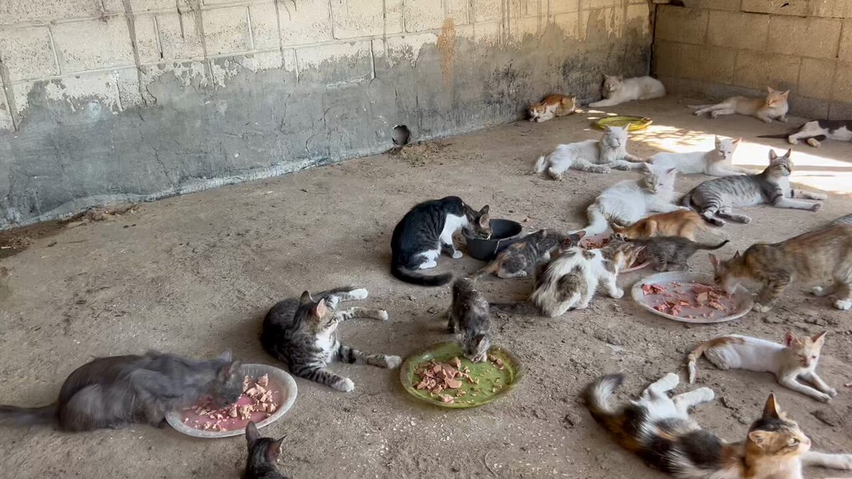 My loyal friends around the world 🫂🙏🆘🫶🏻 Amidst the continuous bombing of my sad city #Gaza 😩😭💔 Today🙏✨I was able to move all the cats to the new shelter 🐾😭🫂🫶🏻 It is more spacious and bigger than the old shelter and needs some arrangements. All the cats were very happy 🥰😻🐾 and I was very happy to have the shelter 🥰💕🫂🐾🫶🏻 Please my loyal friends we need your support more than ever. 😿🆘🫂🙏 Together we can make a real difference in the lives of these precious creatures 😭🫂🙏🆘🐾💕 RT😿🫂🫶🏻🌸 PayPal: GFM: