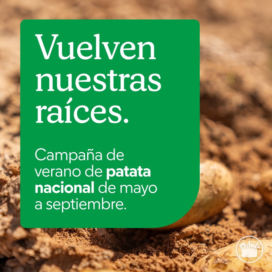 ¡Seguimos disfrutando de la patata nueva 🥔 origen nacional en Mercadona! Uno de nuestros proveedores locales nos da más detalles sobre esta recolecta. 🤩 ¡Vuelven nuestras raíces! 🌱 #Mercadona