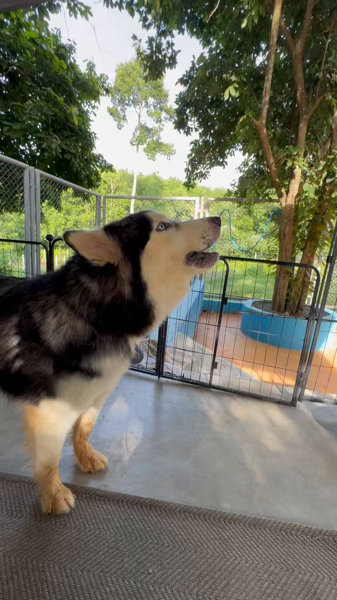 The first thing mum did when she got here was howl for the first time I’ve ever heard her do this. I like to think this is her telling the other dogs “I DID IT, THEY ARE HERE, MY BABIES ARE ALL SAFE”. You can hear the other dogs answering 😂 (5/7)