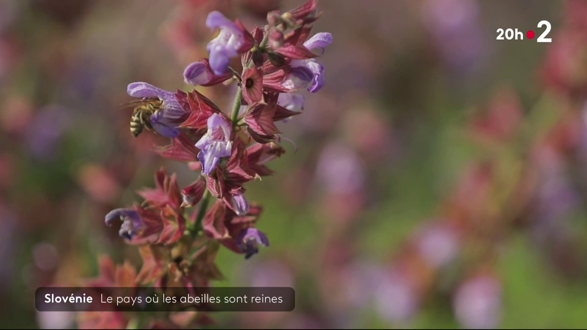La Slovénie, un pays où les abeilles sont reines. Il s'agit également du premier pays de l'UE à avoir banni les néonicotinoïdes, pesticide à présenter un grand risque pour le système nerveux des abeilles. #JT20H #FranceTV