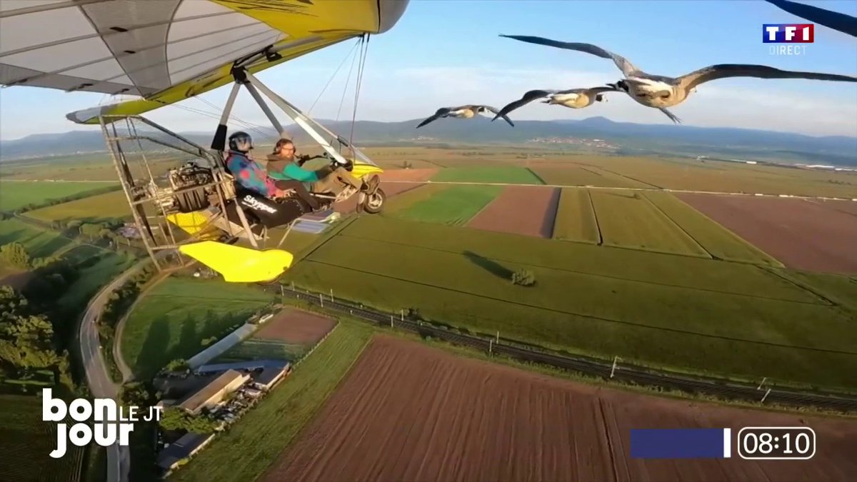 En Alsace, il est possible de voler comme un oiseau et de planer avec des oies Un moment suspendu dans #BonjourLaMatinaleTF1 ⤵️