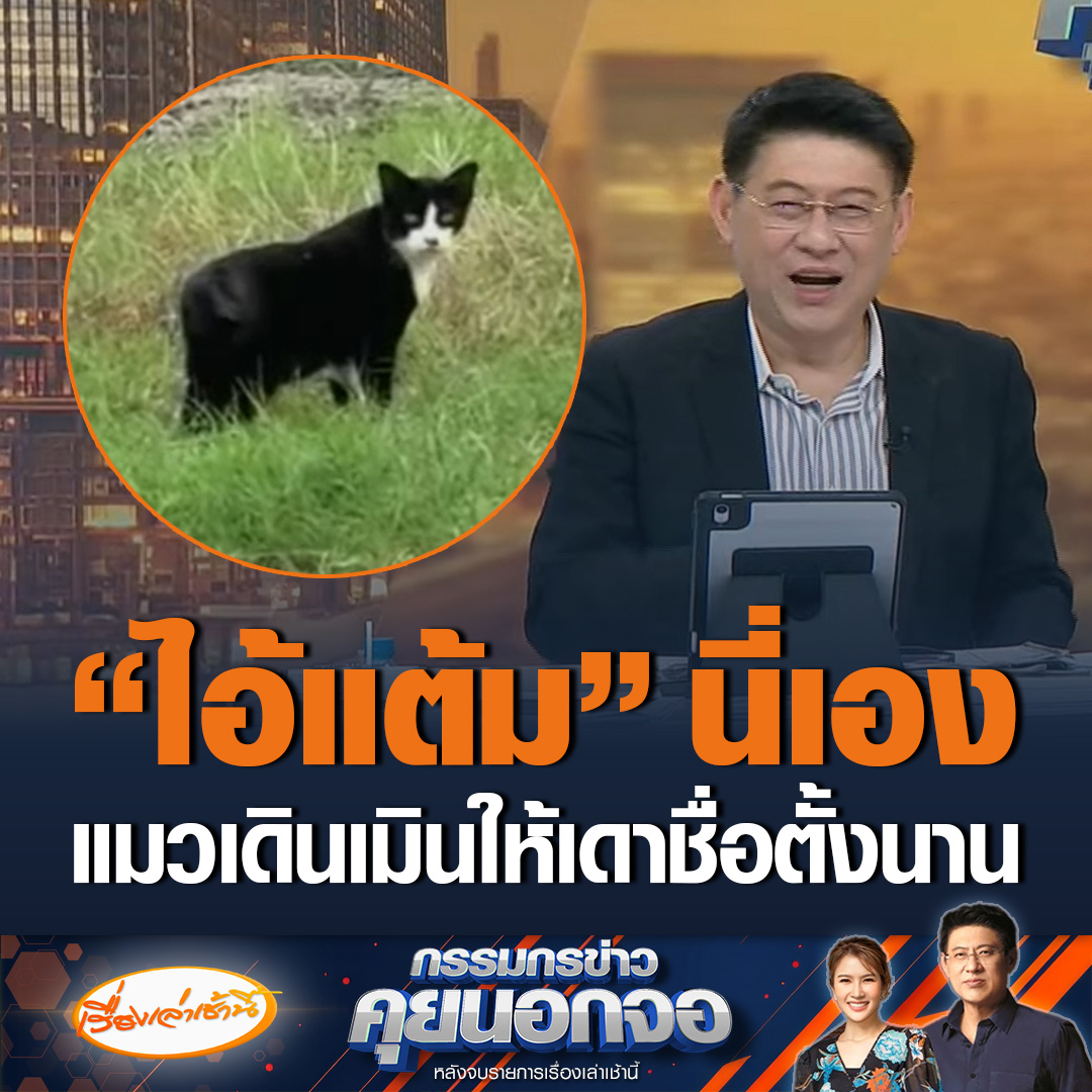 ฮาลั่น! หนุ่มเห็นแมวดำเดินเมินดุ่มๆ อยากเล่นด้วย จึงพยายามเดาชื่อหลายครั้ง แต่เรียกยังไงก็ไม่หัน สุดท้ายจบที่ชื่อแต้ม เรียกปุ๊บหันปั๊บ ทำสะใจมาก ตะโกนดังลั่นไอ้แต้ม! #เรื่องเล่าเช้านี้ #ข่าวช่อง3 #กรรมกรข่าวคุยนอกจอ #ไอ้แต้ม #แมวดำ