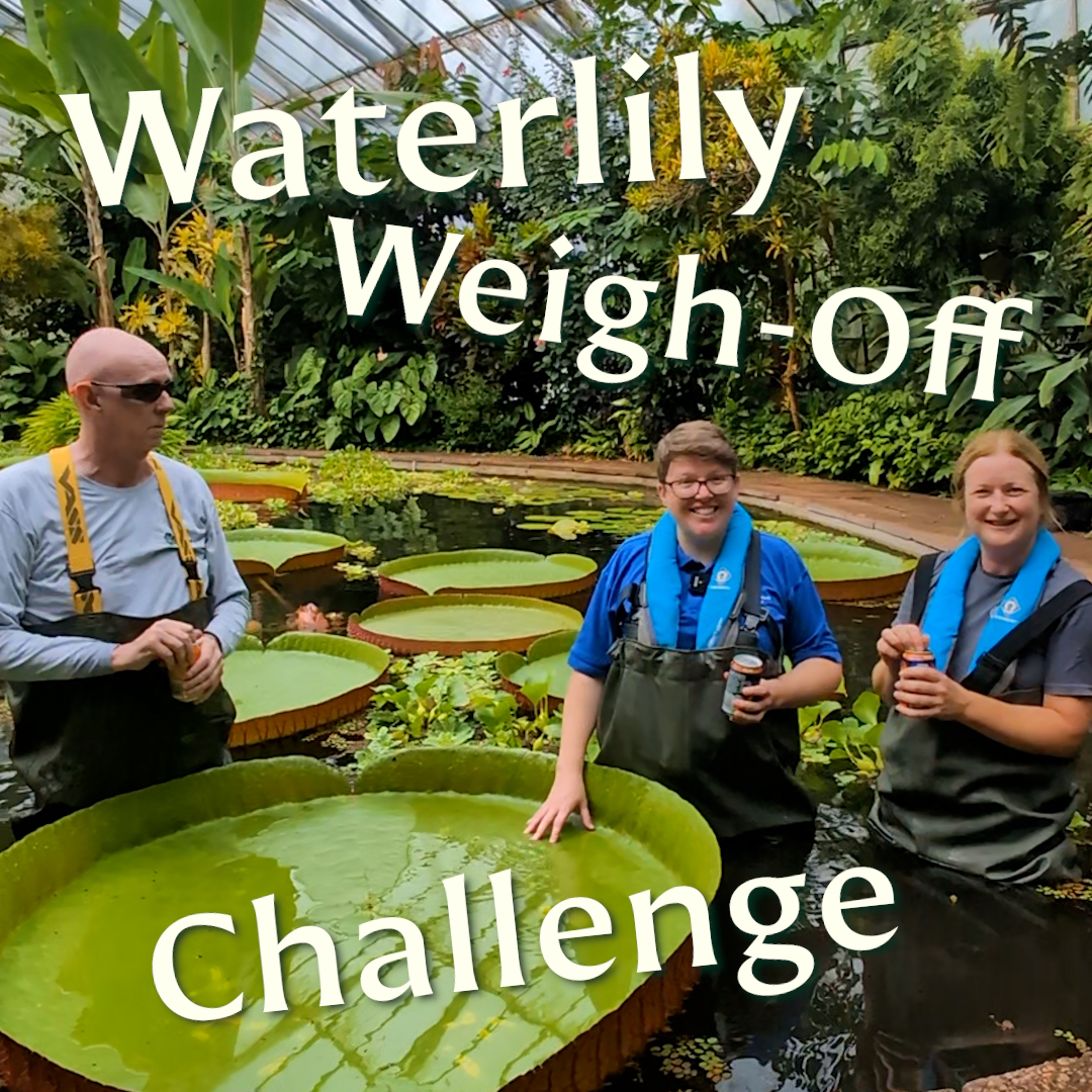 💚💪 Time for Scotland to weigh in on the action! We take on the #WaterlilyWeighOff24, as challenged by Denver Botanic Gardens. With a very Scottish twist up our sleeves (we're looking at you IRN-BRU) and a guest appearance from Marley, the Botanics cat, do we have what it takes to win?