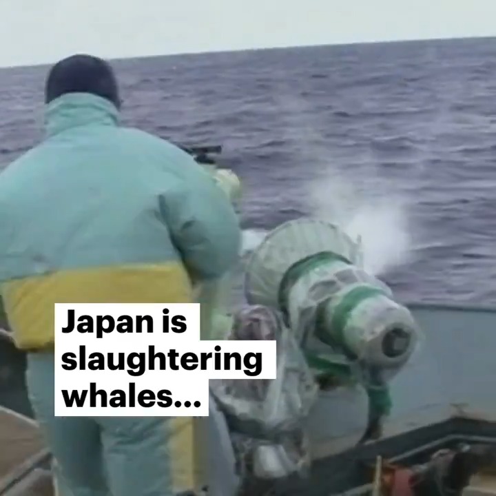 🐋🚨 Say no to Japan’s cruel commercial whaling programme! Whales face survival challenges such as noise pollution, gear entanglement, ship strikes, and in Japan's EEZ, brutal harpoons. Sign our petition now.