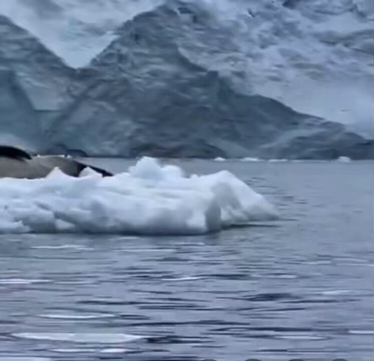 the exact moment the penguin realised…