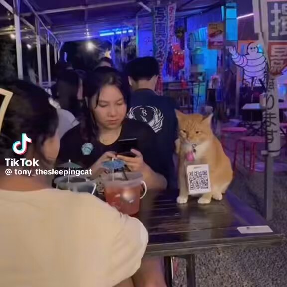 i want a QR cat 😭