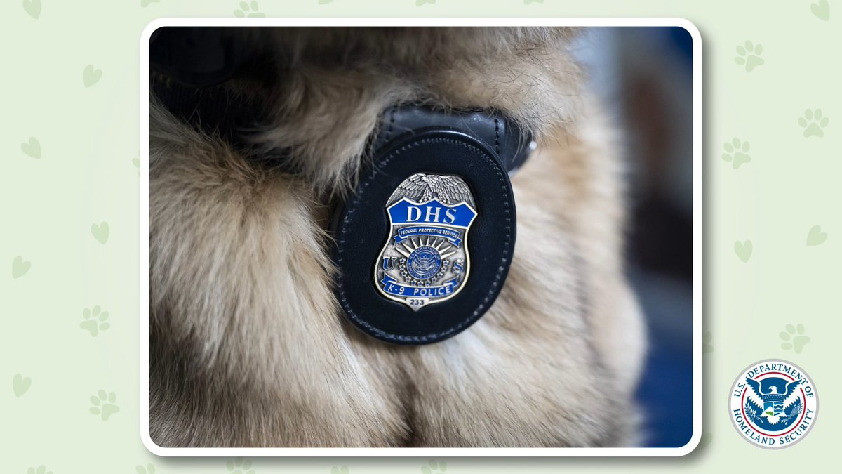 🐶🐾 Happy #NationalDogDay! #DYK our four-legged friends play a crucial role in national security? From detecting explosives to safeguarding our borders and more, these loyal companions are an important part of our #DHSWorkforce safeguarding our nation.