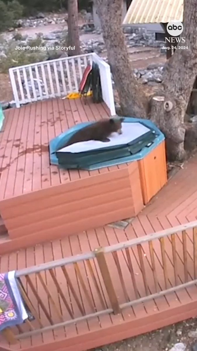 This clever bear was caught on camera removing the cover from a Southern California family's hot tub and then taking a quick soak.