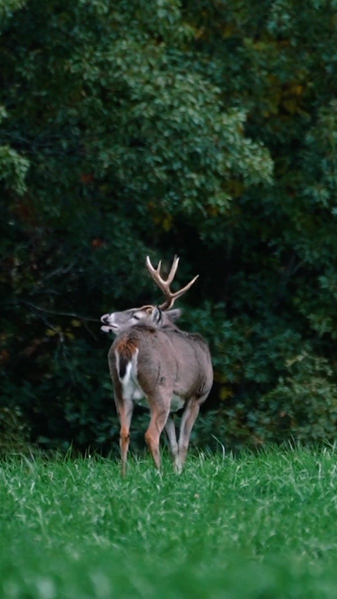 The wait is almost over. #Realtree