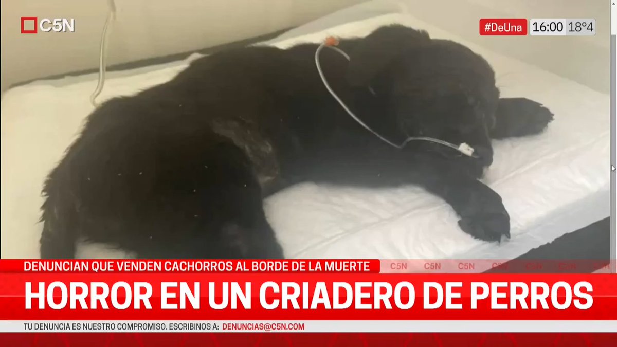Horror en un criadero de perros: denuncian que venden cachorros al borde de la muerte 📺 [EN VIVO]