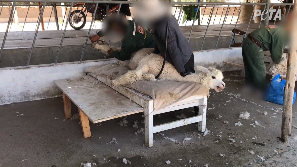 Next time you see a jumper made of alpaca wool, remember their screams.