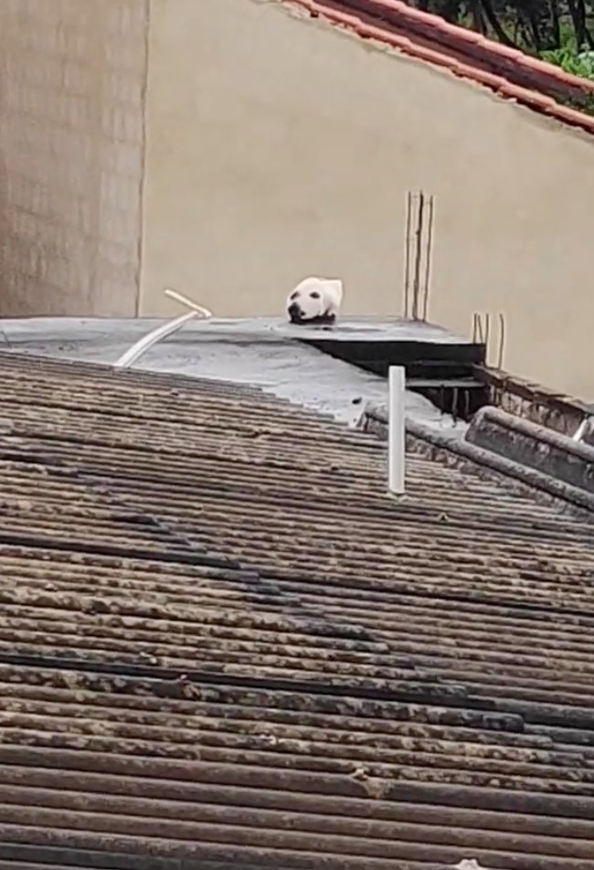 First you see a dog's face on a roof, a then... [📹 Carolyn Muylaert]