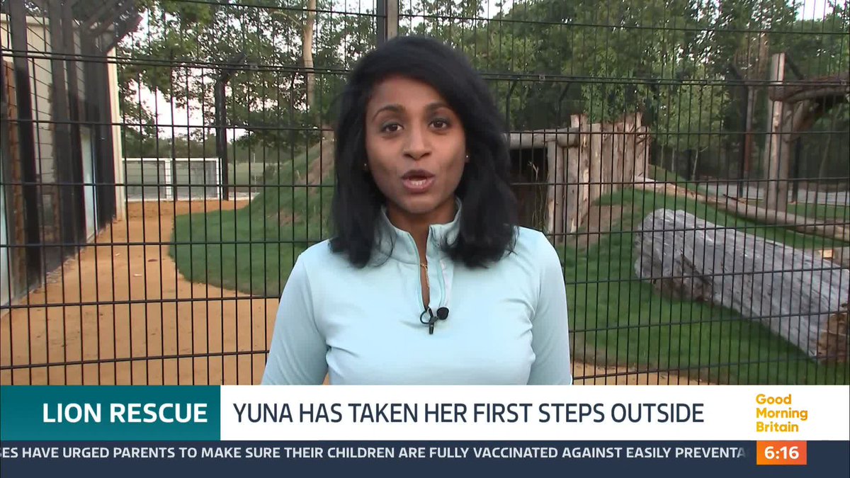 A three-year-old lioness - who was rescued from the war in Ukraine and brought to an animal sanctuary in Kent - has taken her first steps outside. Yuna was traumatised when she first arrived but is now doing much better.