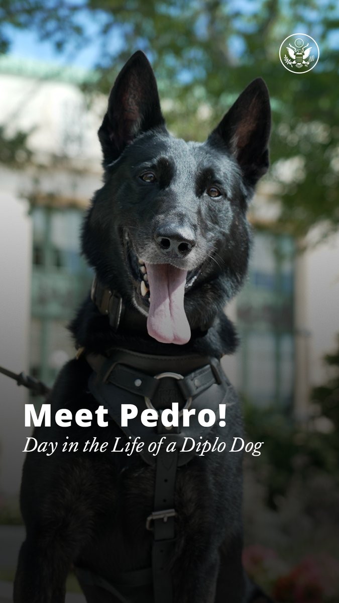 The Diplomatic Security Service team, which includes our canine colleagues, protects State Department staff and buildings worldwide. And Pedro, a 5-year-old Dutch Shepherd, is a key member of our security team, working tirelessly to help keep us safe.