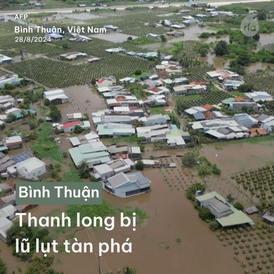 Bình Thuận: Thanh long bị lũ lụt tàn phá #RFAVietnamese #thanhlong #thientai