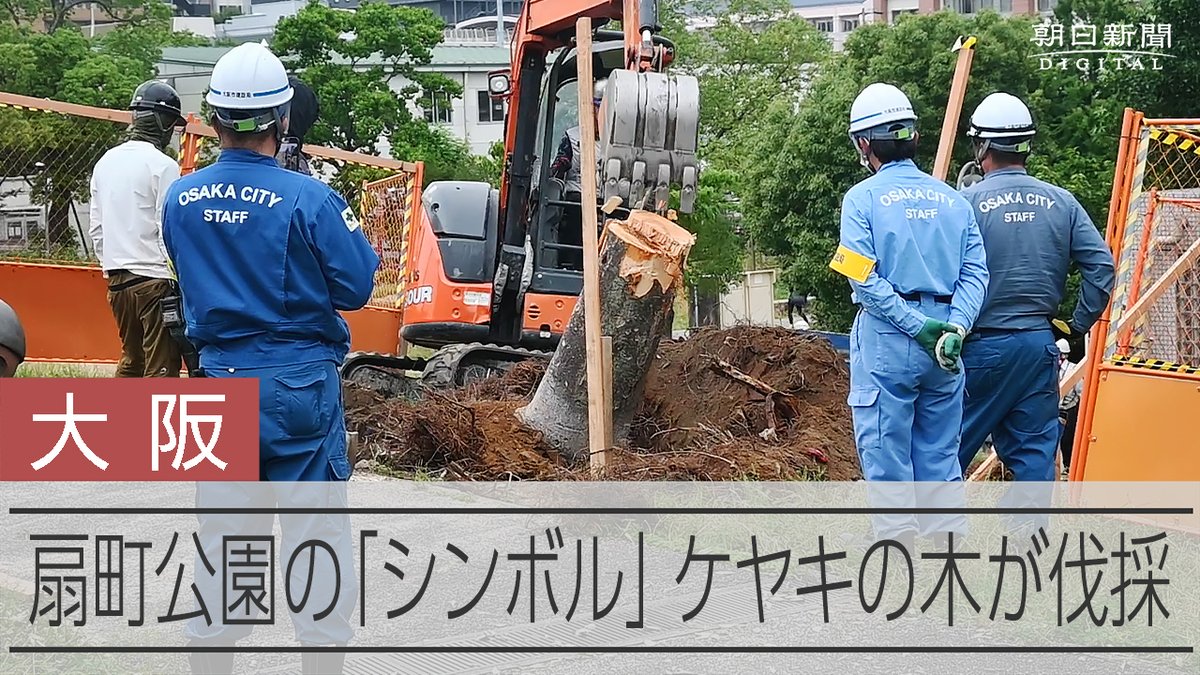 【動画】「闇討ち」されたシンボルツリー 2万本近い伐採計画に不審抱く市民 大阪市内の公園にあったケヤキが人知れず切り倒された。「安全のために撤去する」という市側の説明に疑問を感じた市民らが守っていた「シンボルツリー」だった。