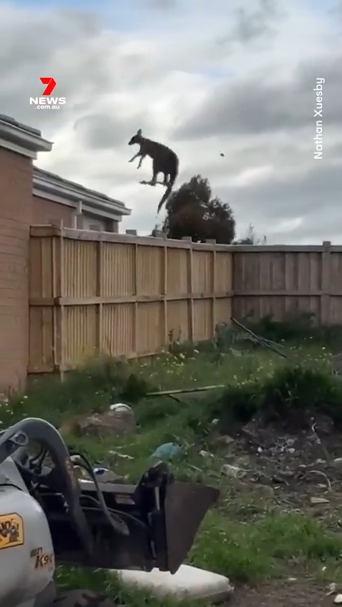 For our international followers: One of the top news stories in Australia this week was a kangaroo jumping over a fence weird