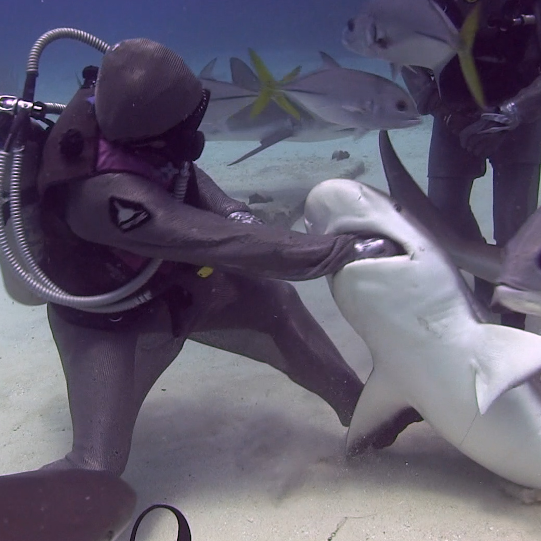 Nature is Amazing ☘️ She’s known for her excellent work in this field. It’s amazing to see how she deals with sharks.