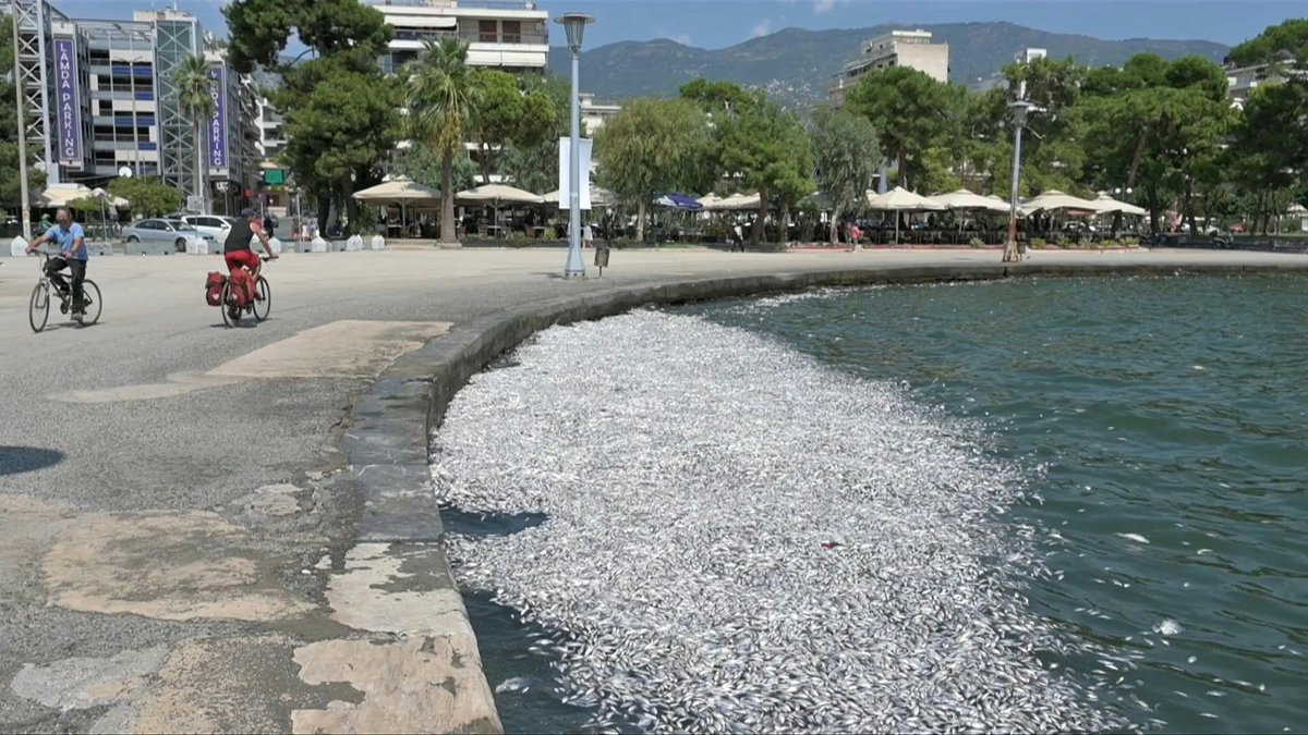 VIDEO: Authorities in central Greece are racing to deal with an inundation of dead fish that locals say could threaten their livelihoods.