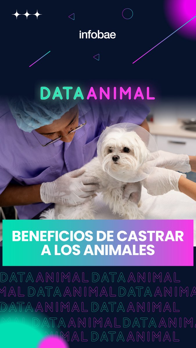 La importancia de los programas de castración masiva en el control de la superpoblación animal