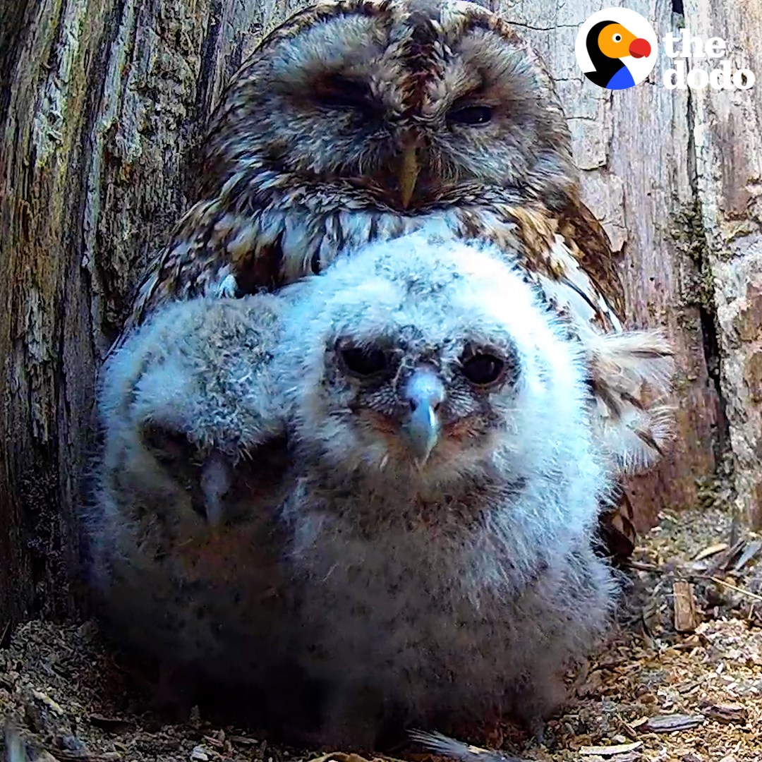 Nature is Amazing ☘️ Watch the moment this mother owl who lost her babies meets two orphaned chicks 💙