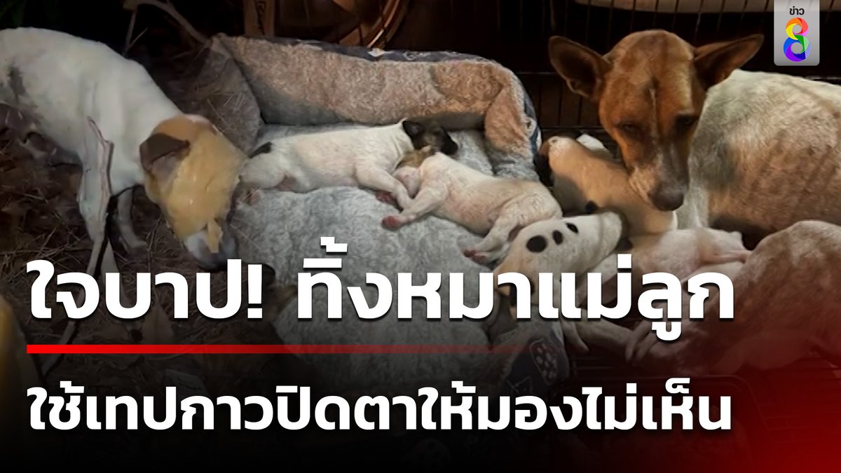 คนใจบาปเอาหมาแม่ลูกอ่อนใส่ลังกระดาษไปปล่อยริมทางเปลี่ยว โดยใช้เทปกาวพันปิดตาแม่หมาให้มองไม่เห็น #คุยข่าวเช้าช่อง8 #คนใจบาป #หมาแม่ลูกอ่อน #ทิ้งหมา #ข่าวช่อง8 #ข่าวช่อง8ที่นี่ของจริง #ข่าวออนไลน์ช่อง8