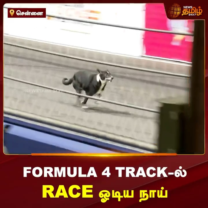 FORMULA 4 TRACK-ல் RACE ஓடிய நாய்..! #Chennai #Formula4 #Formula4Chennai #Formula4CarRace #Formula4Racing #Dog #NewsTamil #Newstamil24x7