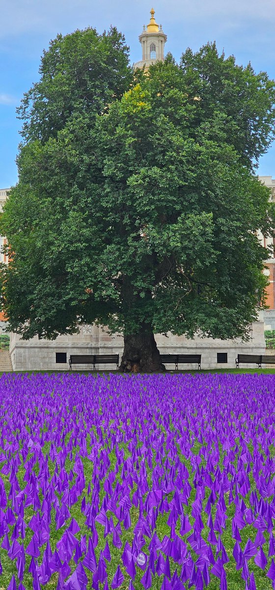 20,000 purple flags are placed in Boston Common today to honor the lives lost to addiction. 💜