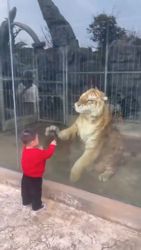 Battle of the hands.