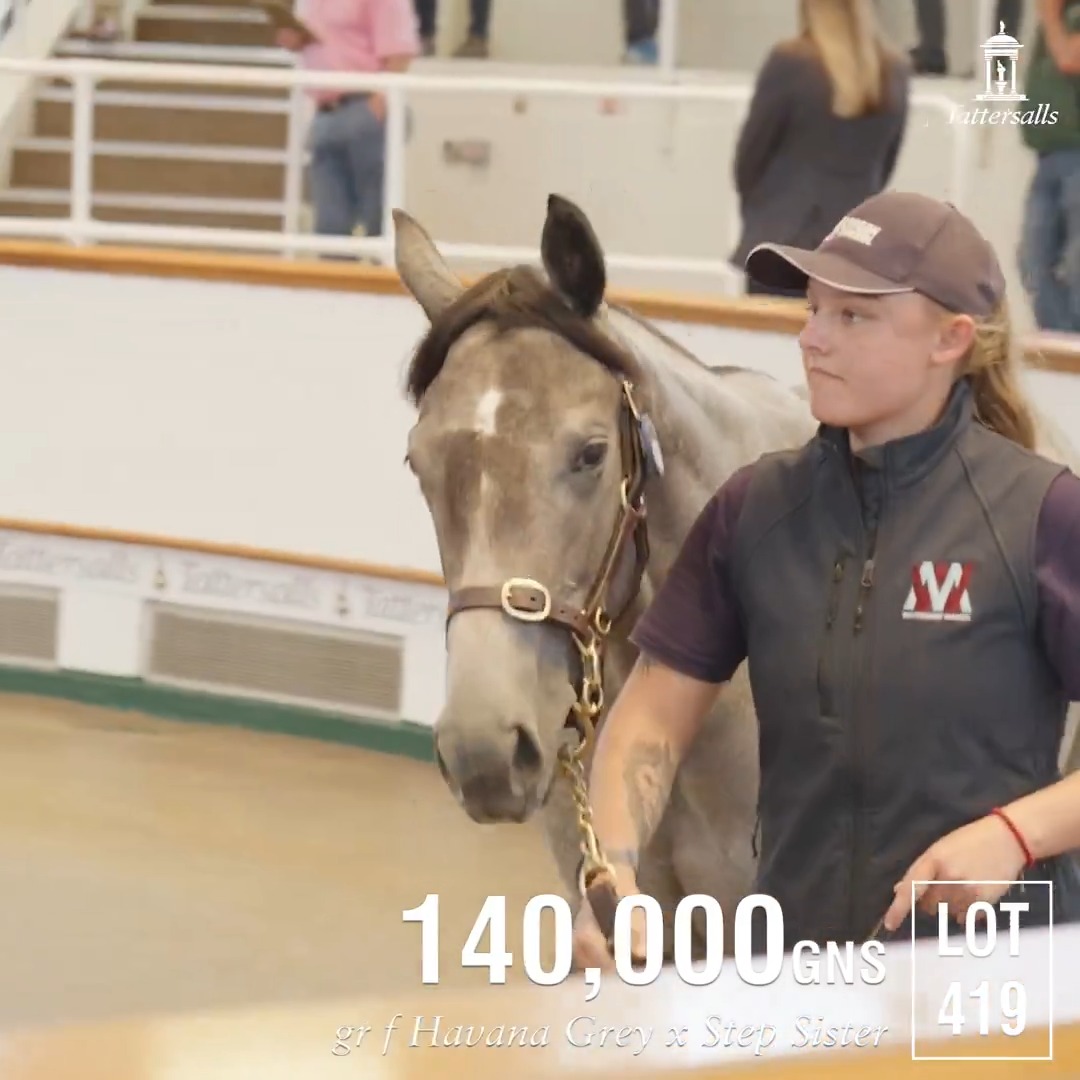🤩 New top lot at the #TattsSomerville Yearling Sale as Whitsbury Manor Stud's Havana Grey filly goes the way of Alex Elliott for 140,000gns. From the family of Stepper Point and Heartache, the filly will race in the Amo Racing silks 🟣⚪️