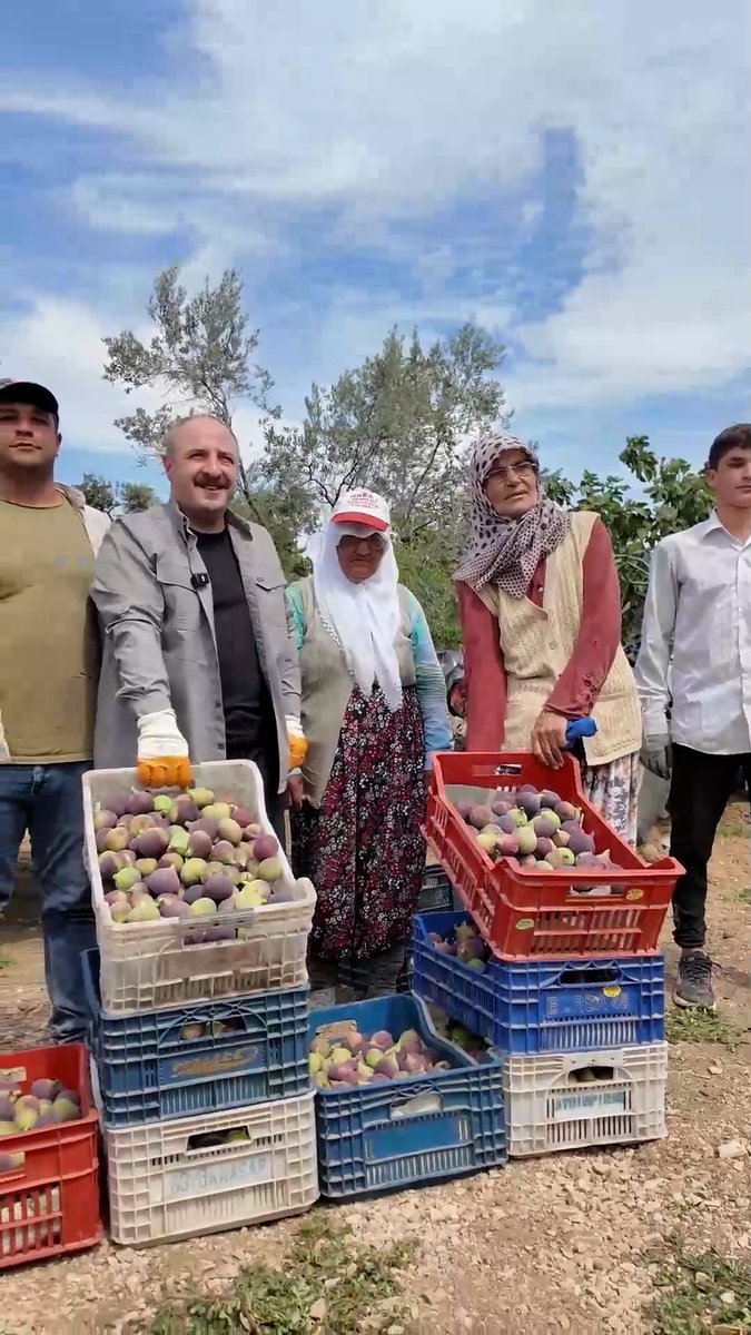 🧺 Bursa Siyah İncir hasadı... 📍Çepni, Mudanya