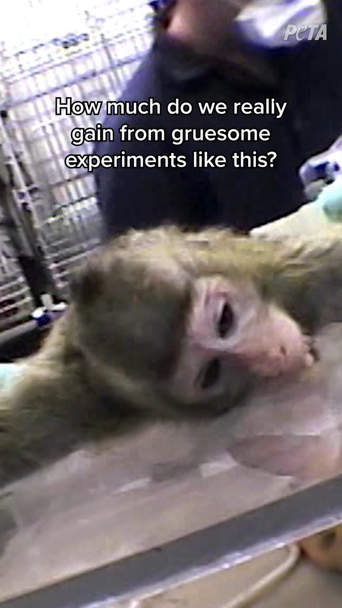 When people say "we need animal testing," realize they're lying to your face. This is animal testing. ⬇️ We don't need this.