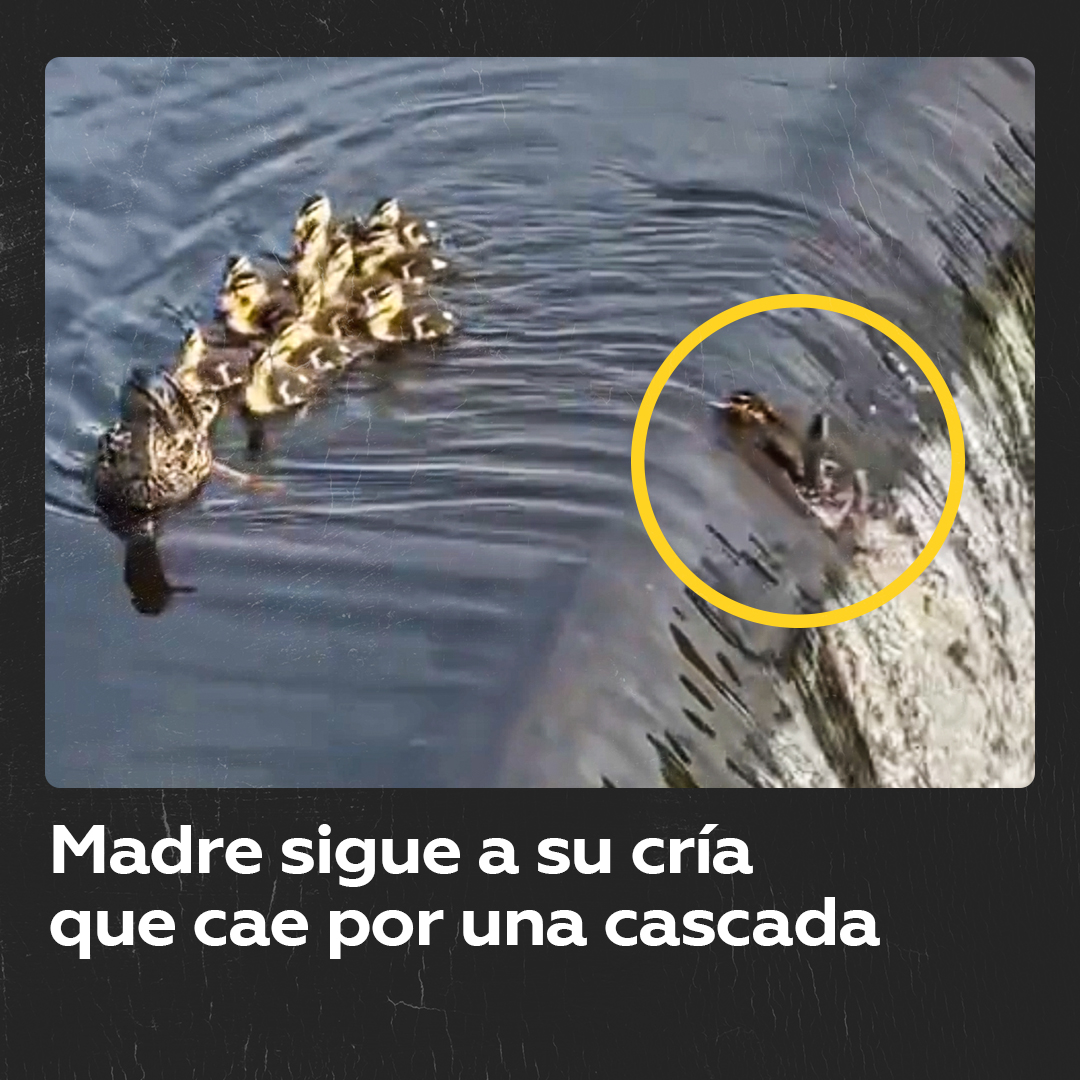 🦆 Madre pato arriesga todo por su cría que cae por una cascada La valentía y el instinto maternal son evidentes en este entrañable momento familiar.