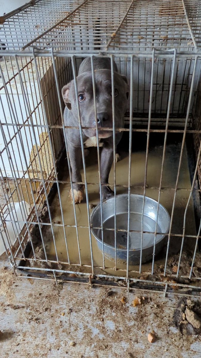 A woman has been banned from keeping animals for two years after she kept three dogs in awful conditions at her home in Greater Manchester. Our officer discovered Zeus, Pearl and Rocky stacked on top of each other in filthy crates 😔 Read the full story: