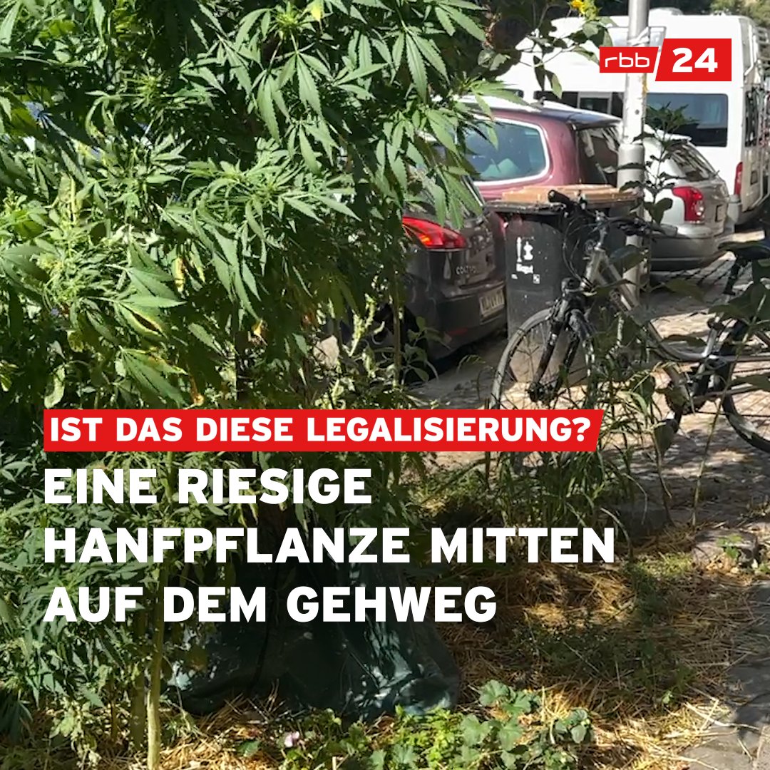 Huch, was wächst denn da?!? Das ist doch... Genau! Eine riesige Cannabis-Pflanze wächst mitten auf einem Gehweg im Prenzlauer Berg. Ob es jemand mit seinen Nachbar:innen gut meinte oder vielleicht nur der Wind den Samen an Ort und Stelle wehte... wer weiß das schon.