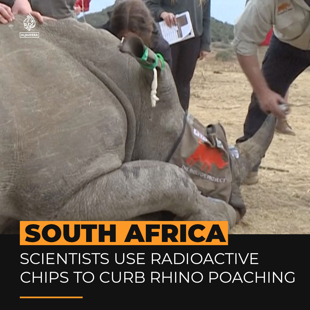 South African scientists are injecting radioactive chips into live rhino horns in an effort to safeguard these giant mammals from poaching.