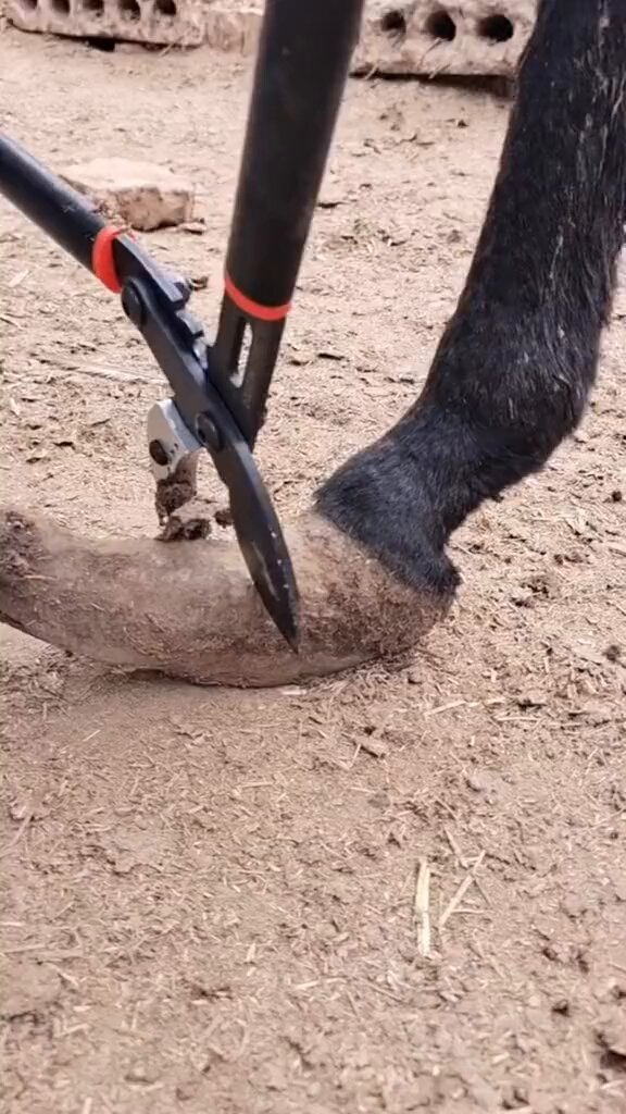 Así se preparan las patas de los caballos para colocarles herraduras y mantenerlos a salvo: