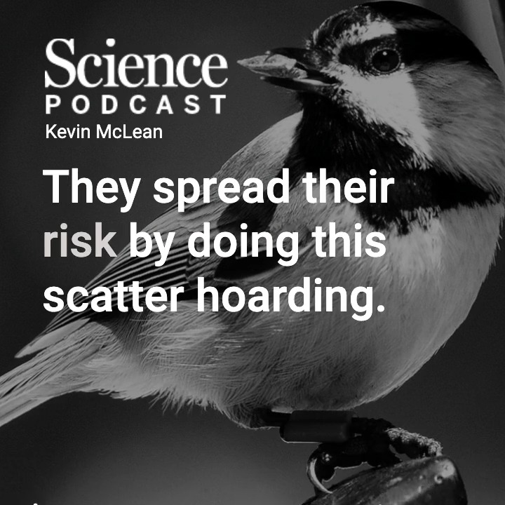 In the latest #SciencePodcast🎙️, @j_welkin and @CognitiveEcol join Kevin McLean to talk about their research on how memory helps mountain chickadees survive. 🎧 Listen here: