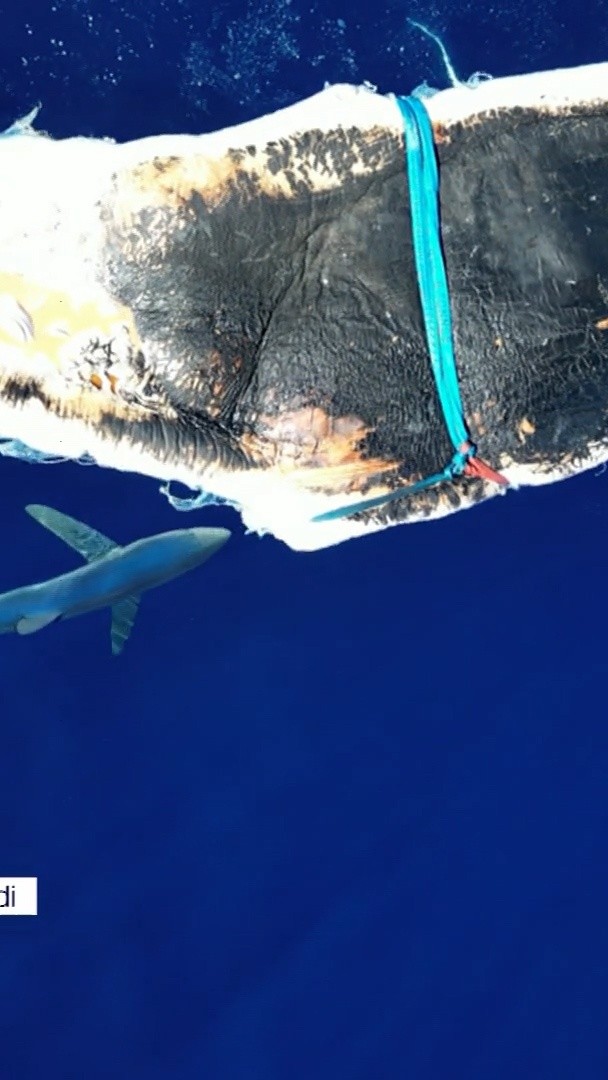 Dans le Var, des requins ont été filmés au large de Sanary-sur-Mer entrain de manger une carcasse de cachalot