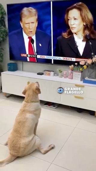 Dog reacts to Trump saying they're eating the dogs