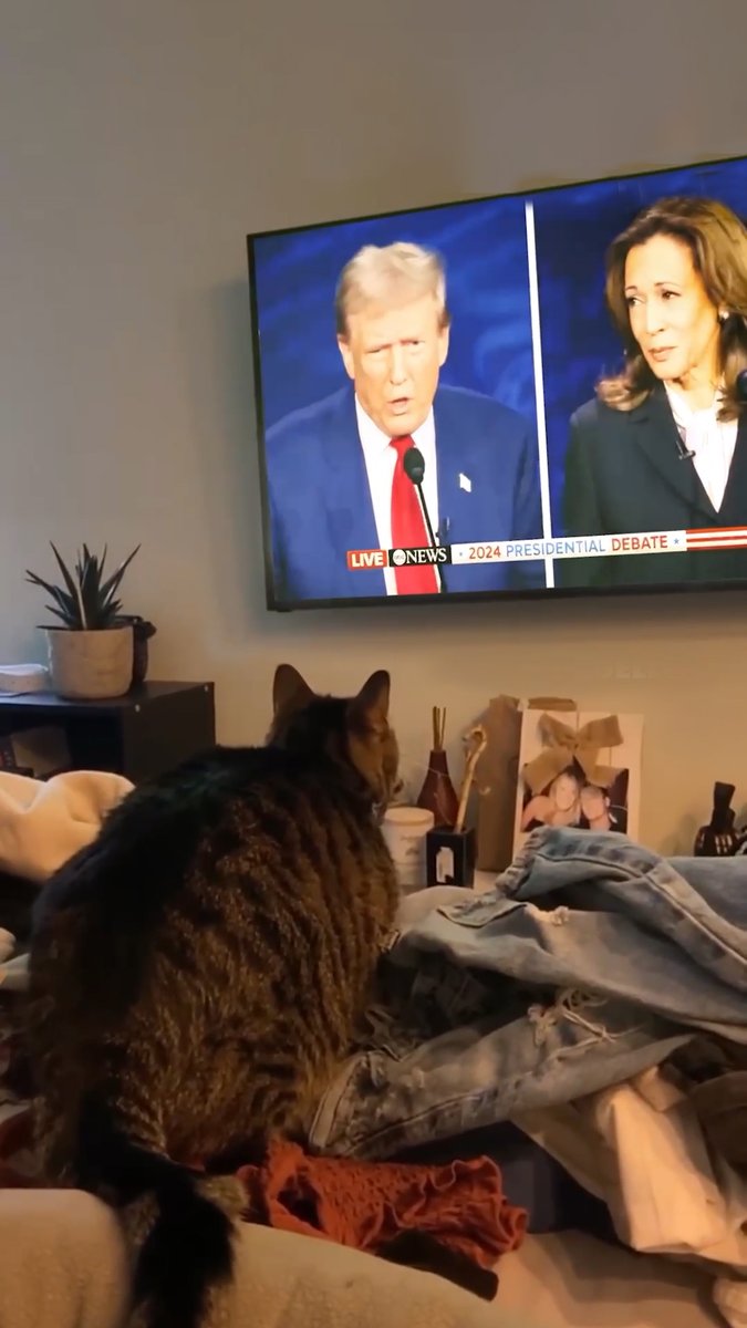 THEY'RE EATING THE CATS #Trump